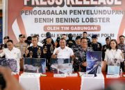 Bea Cukai Gagalkan Penyelundupan Benih Bening Lobster di Perairan Pulau Kongka Besar
