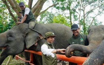 Kebijakan Menhut Dinilai Perkuat Posisi Indonesia dalam Konservasi Gajah Dunia