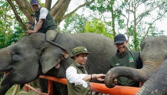 Kebijakan Menhut Dinilai Perkuat Posisi Indonesia dalam Konservasi Gajah Dunia